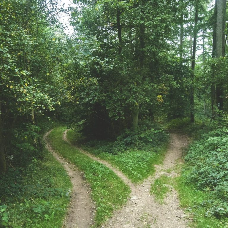 Foto: ein Waldweg, der sich nach rechts und links aufteilt